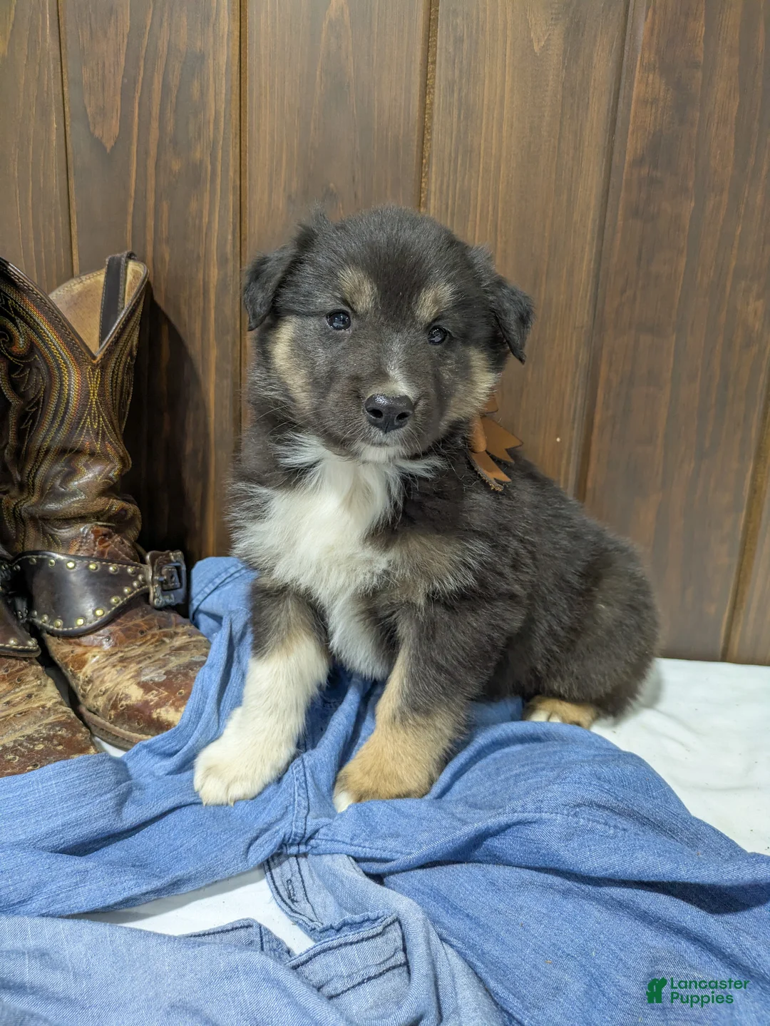 Mixed Breed dogs for sale: Beau - Ad 1