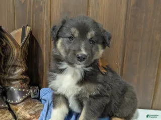 Mixed Breed dogs for sale: Beau - Ad 2