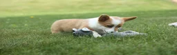 Welsh Corgi Pembroke dogs for sale: Dixie 🐶💖 - Ad 3