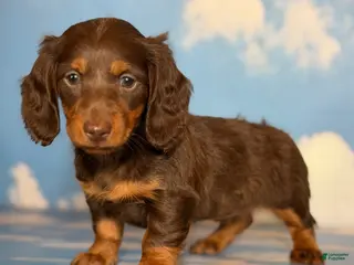 Miniature Dachshund dogs AKC Rory DNA OFA LH - Ad 34