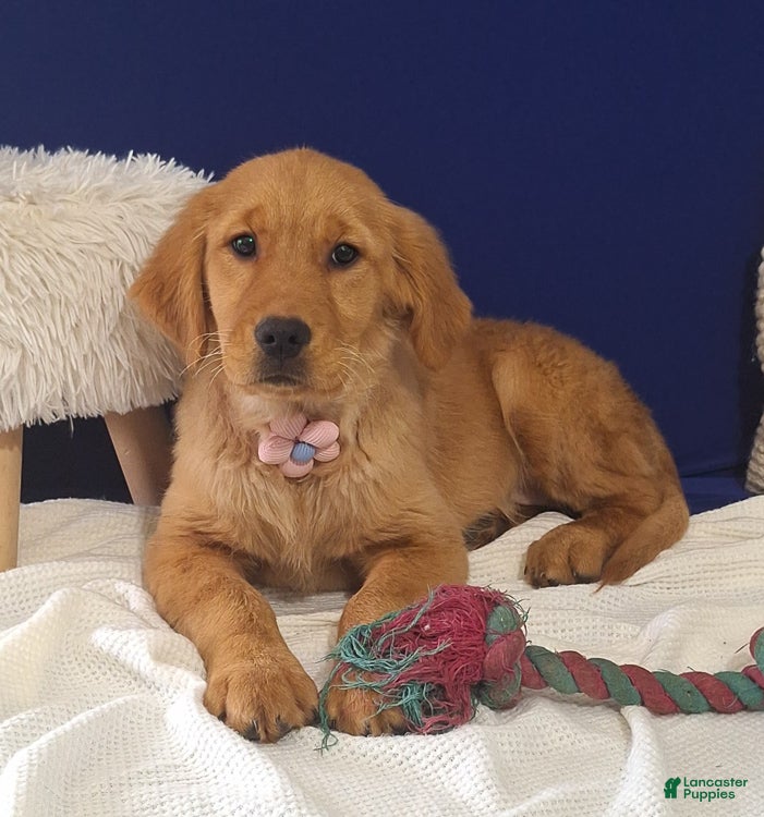 Golden Retriever dogs Sophie - Ad 2