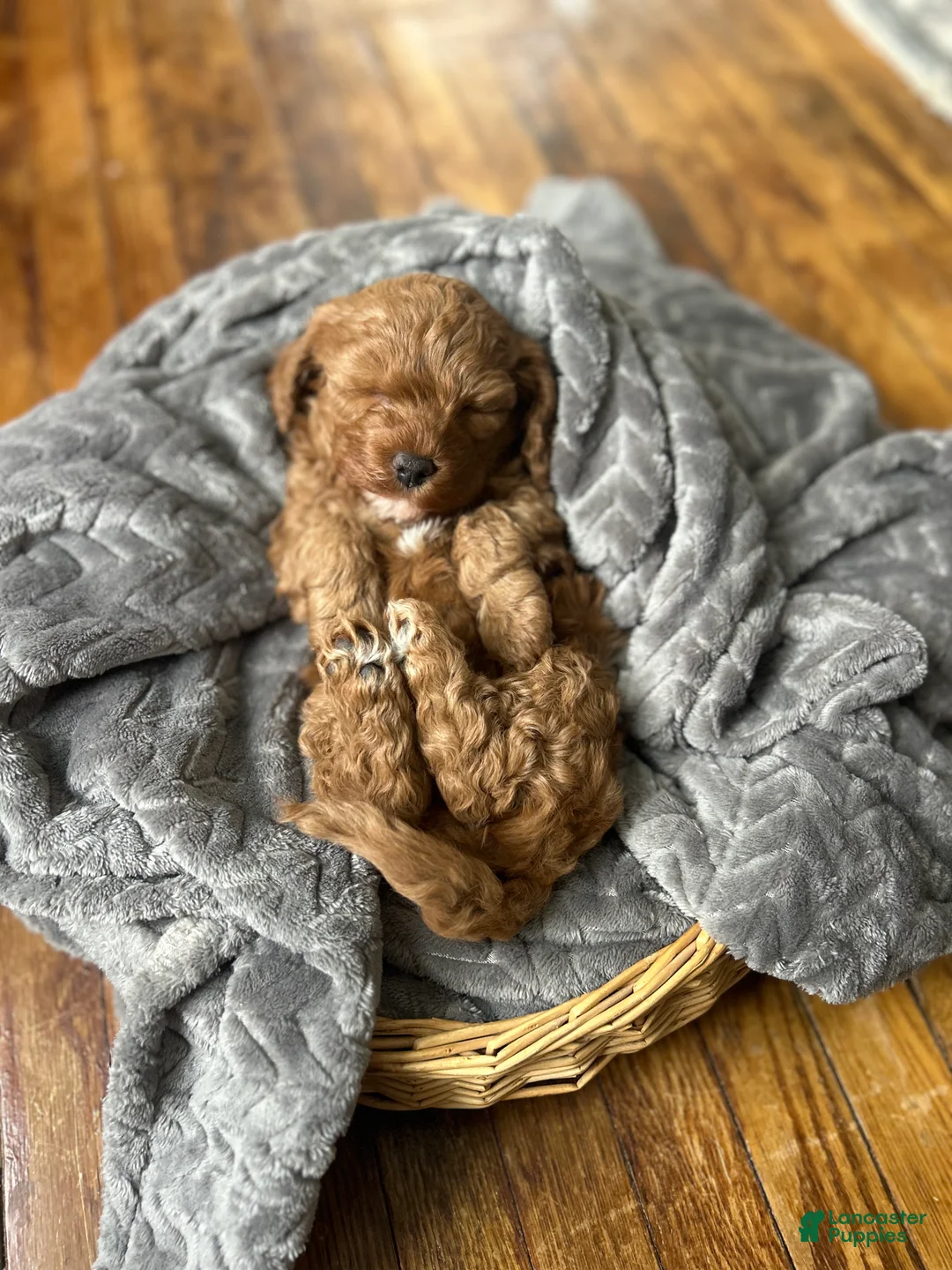 Mini Bernedoodle dogs for sale: Ivy - Ad 5