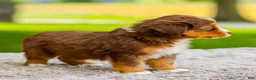 Miniature Australian Shepherd dogs for sale: George - Ad 6