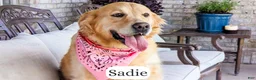 Goldendoodle dogs for sale: Honey - Ad 18