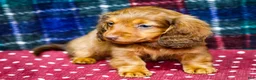 Miniature Dachshund dogs for sale: Adler - Ad 2