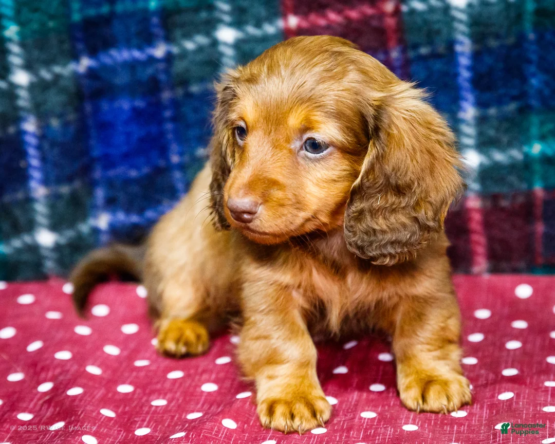 Miniature Dachshund dogs for sale: Adler - Ad 2