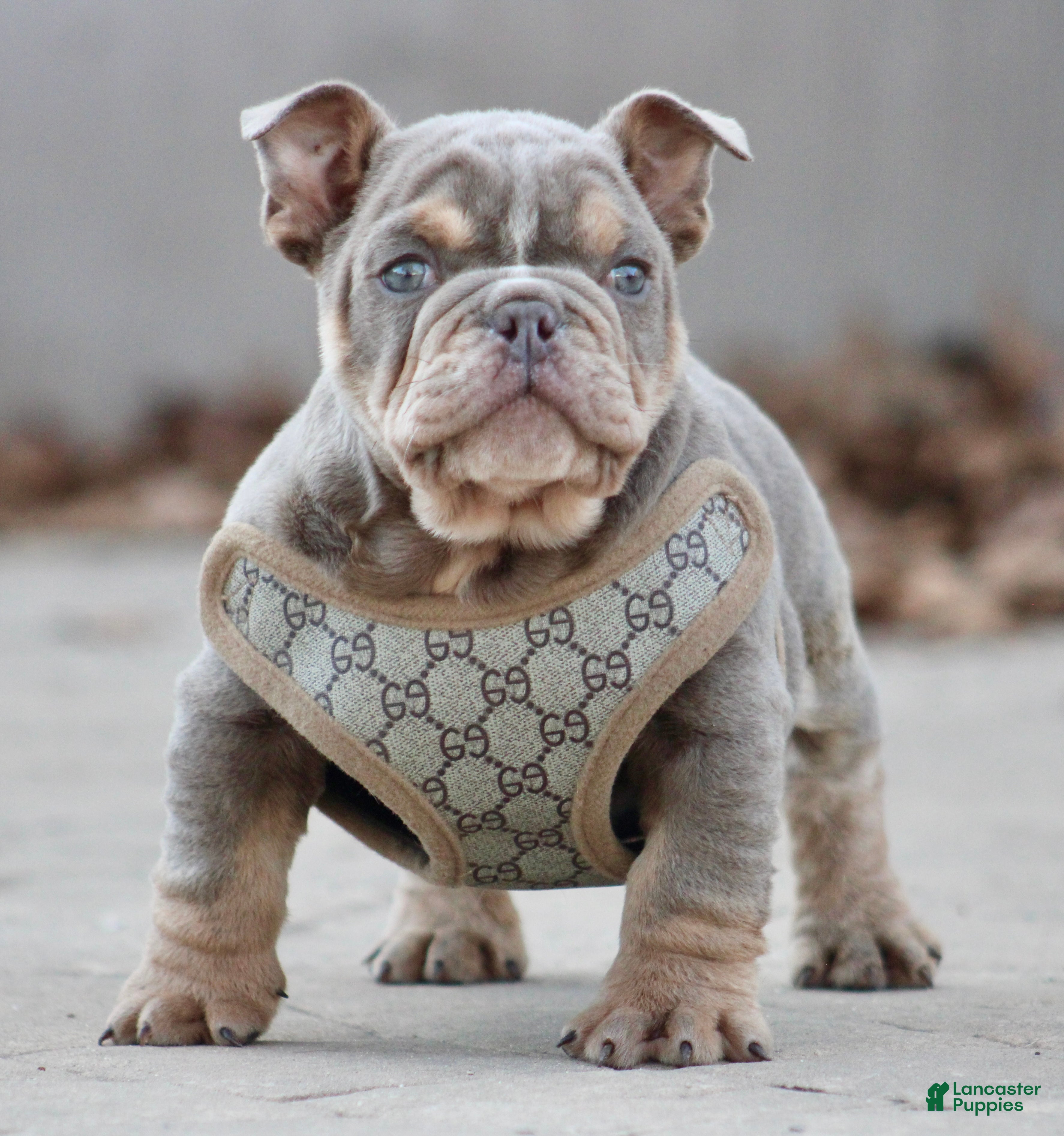 English Bulldog dogs English Bulldog Puppy 1 - Ad 1
