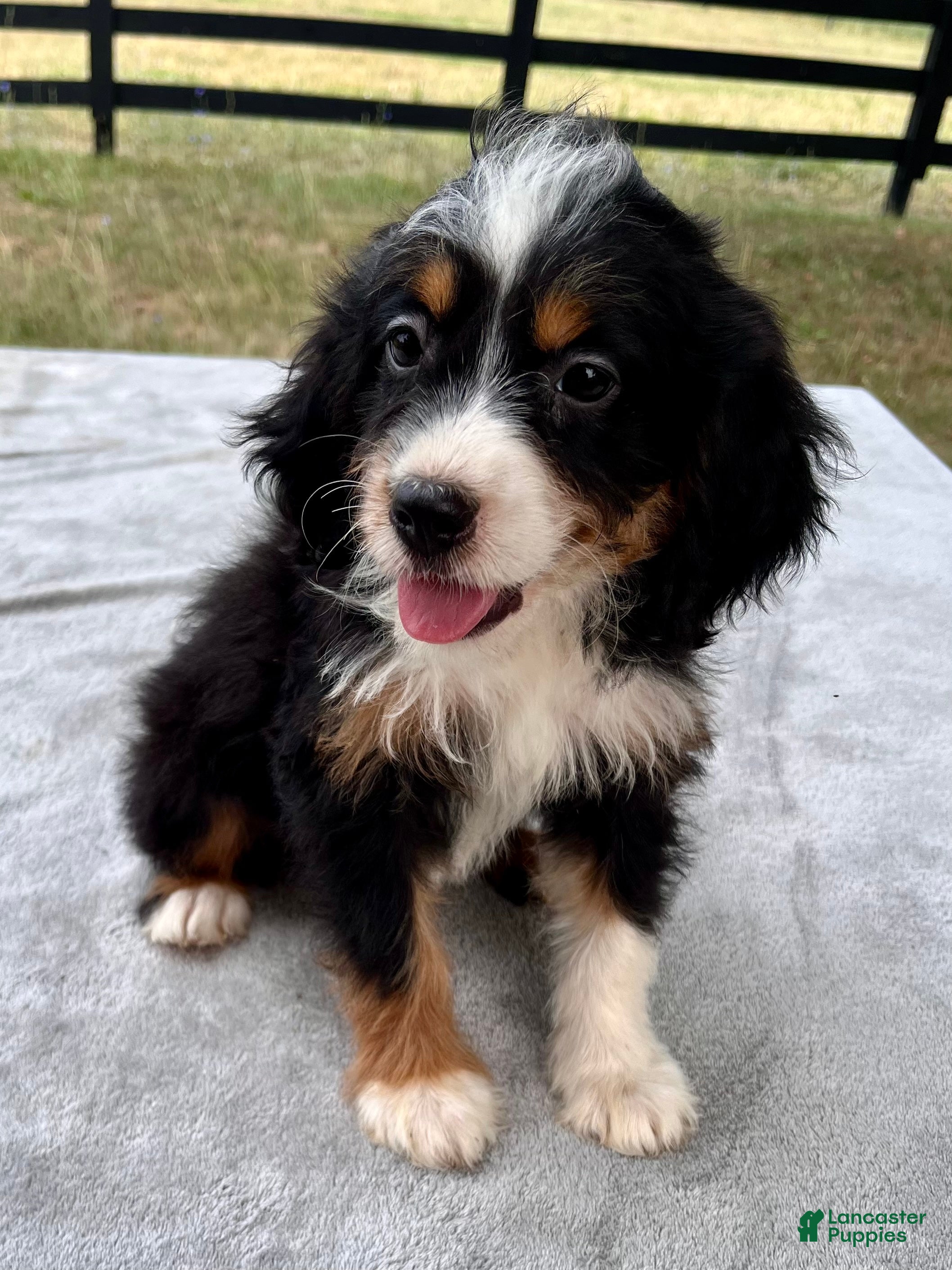 Bernedoodle dogs Addison - Ad 2