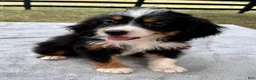 Bernedoodle dogs for sale: Addison - Ad 2