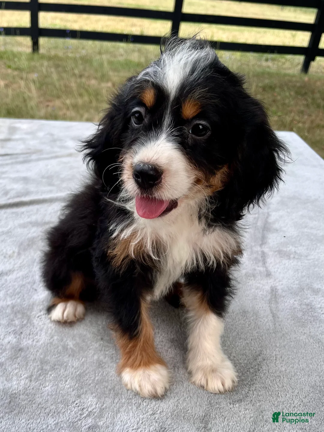Bernedoodle dogs for sale: Addison - Ad 2