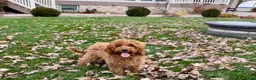 Cockapoo dogs for sale: Glen - Ad 2