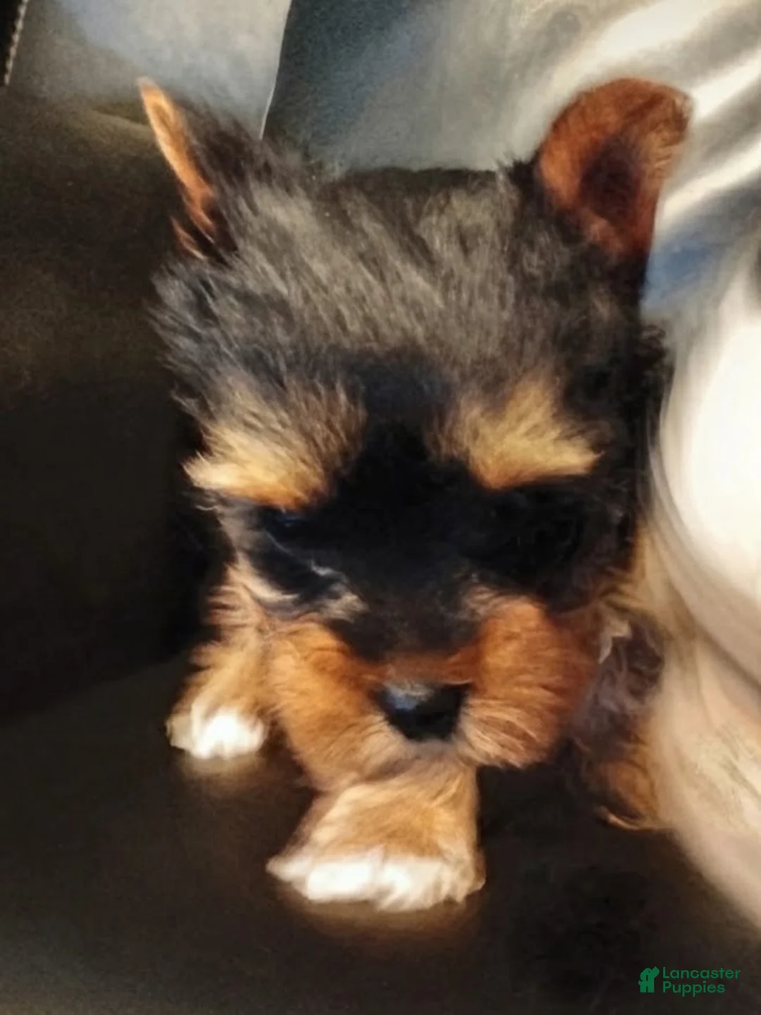 Yorkshire Terrier dogs for sale: Yorkshire Terrier 2 - Ad 1