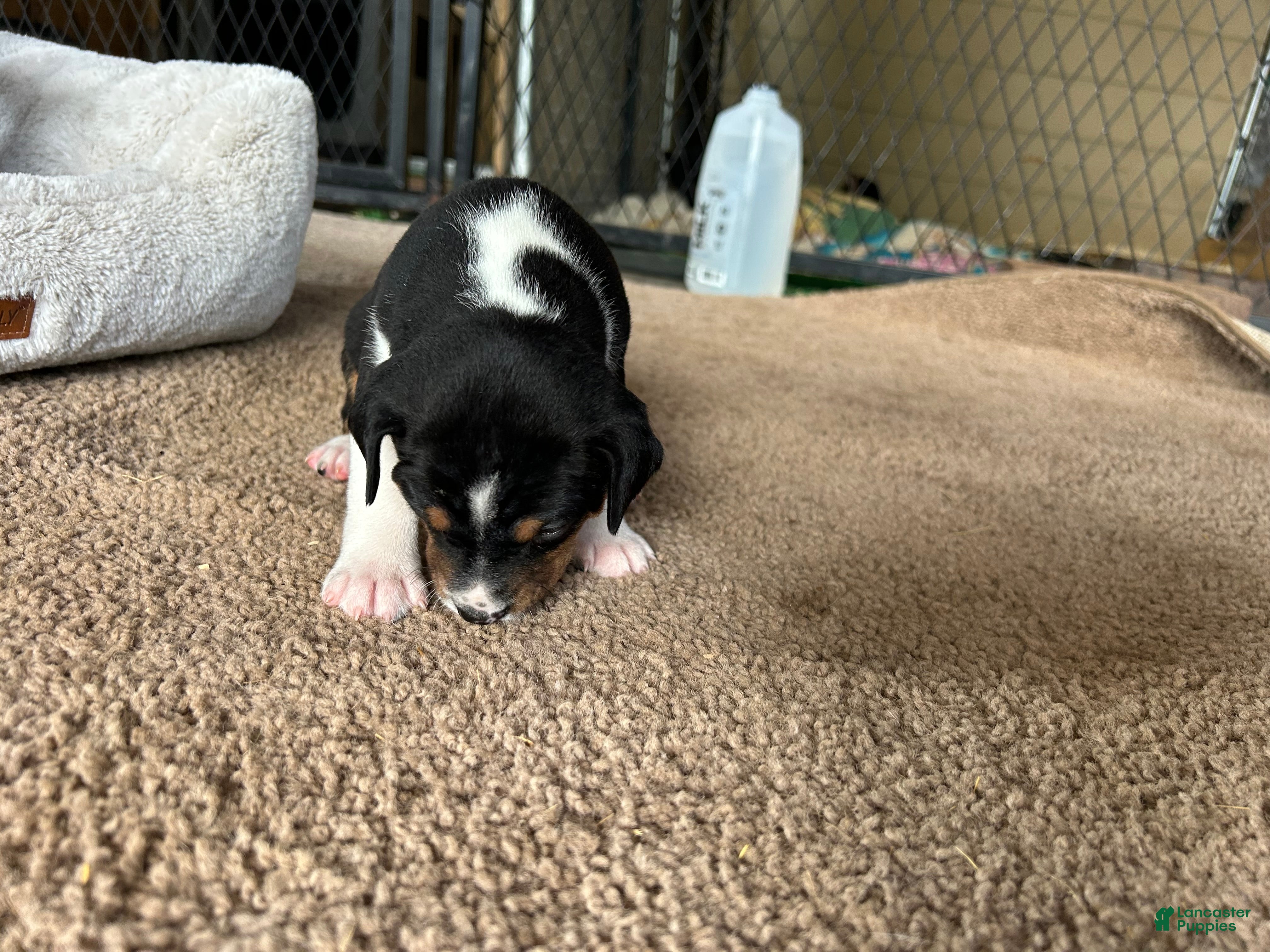 Rat Terrier dogs for sale: Old Dominion Terrior Libby - Ad 1