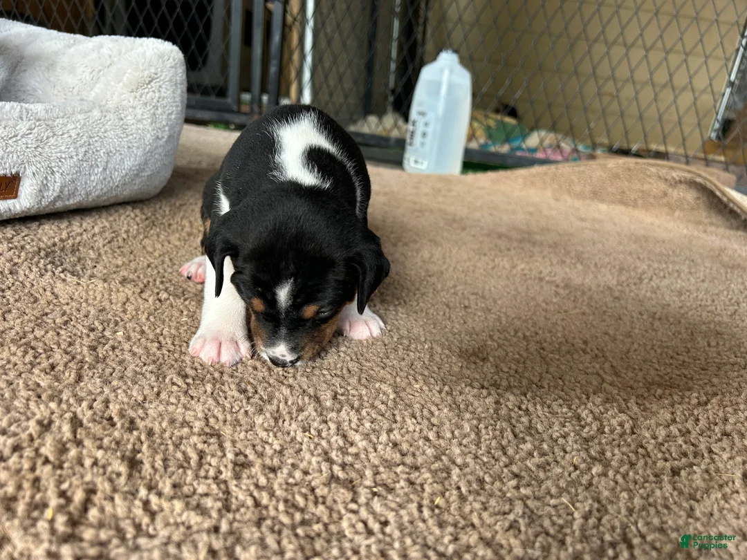 Rat Terrier dogs for sale: Old Dominion Terrior Libby - Ad 1