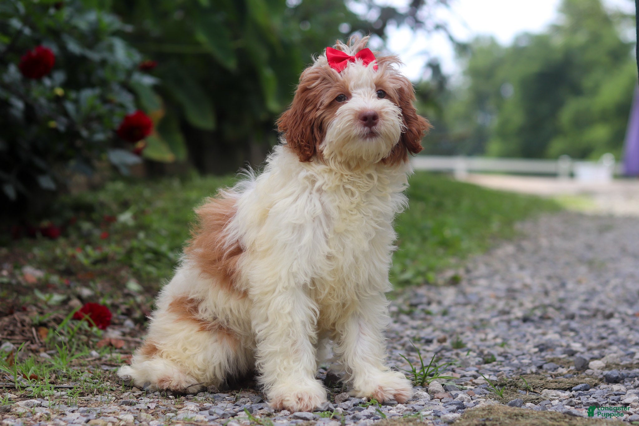 Mini Bernedoodle dogs Rain - Ad 2