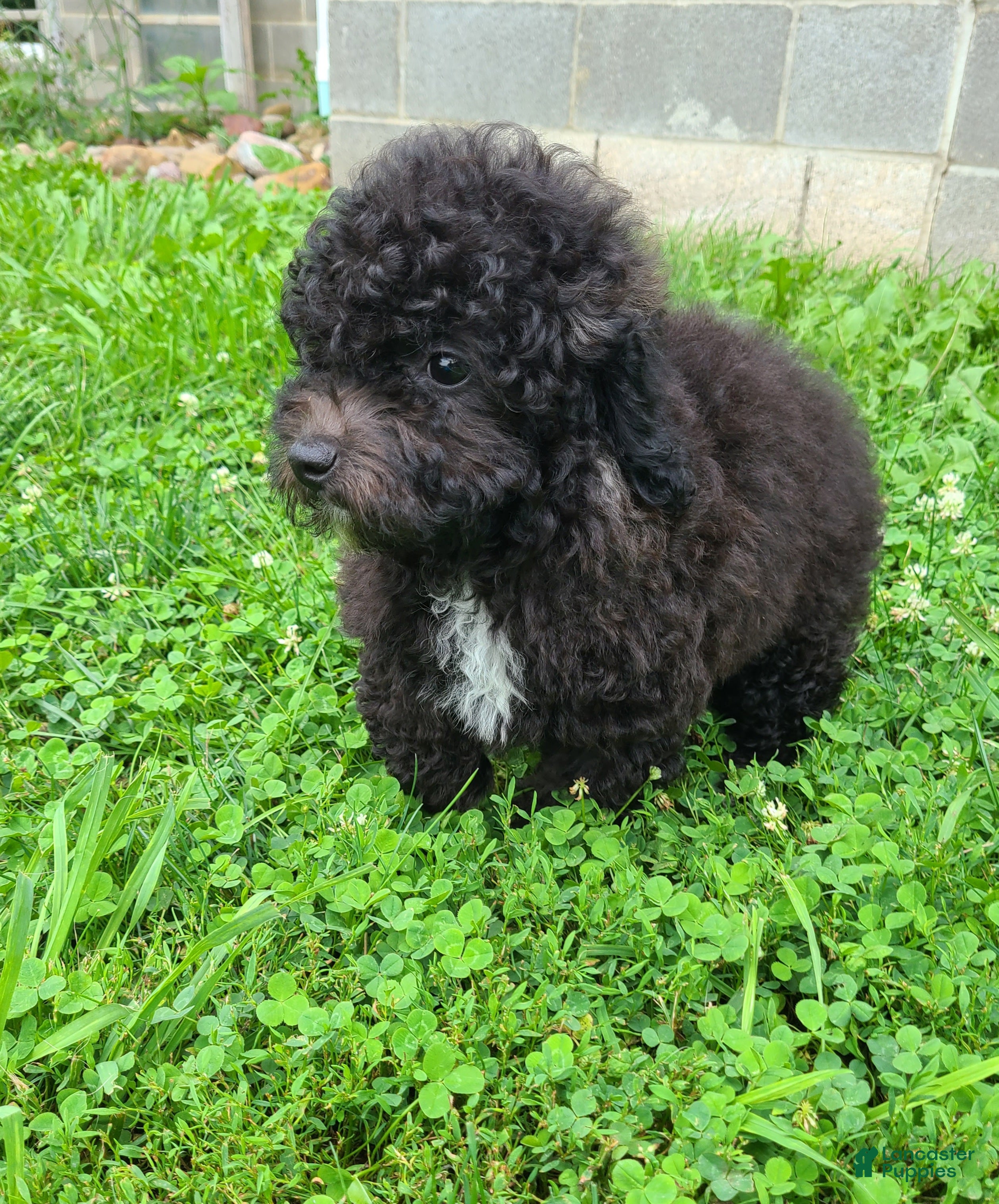 Bichpoo dogs Princess  - Ad 2
