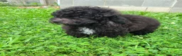 Bichpoo dogs for sale: Princess  - Ad 2