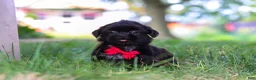 Shih Tzu dogs for sale: Finn - Ad 5