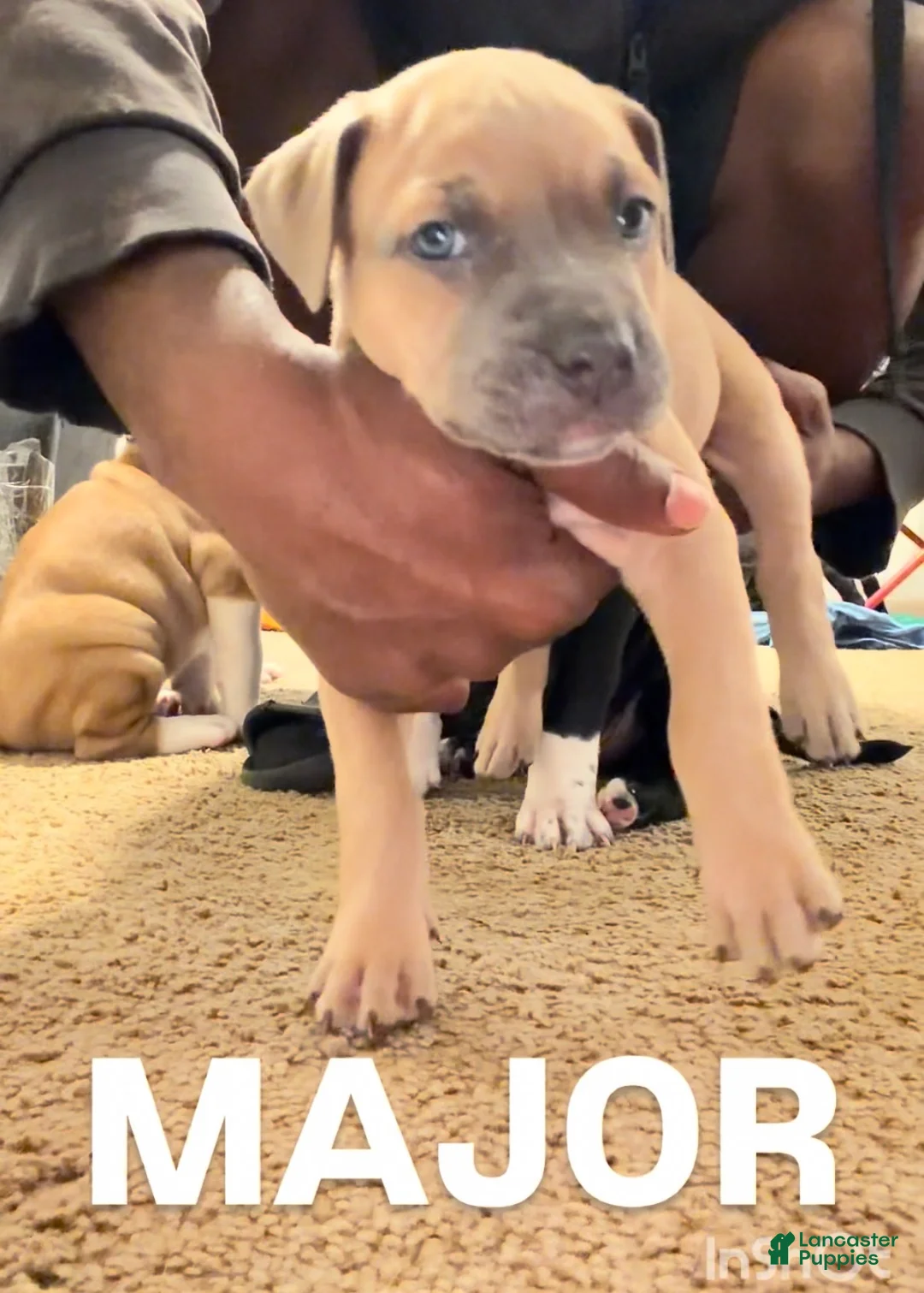 Mixed Breed dogs for sale: Mixed Breed Puppy 2 - Ad 1