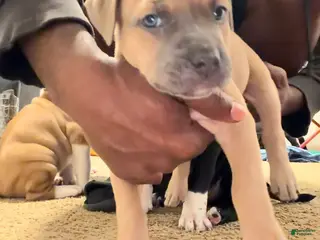 Mixed Breed dogs Mixed Breed Puppy 2 - Ad 40