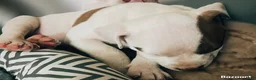 Mixed Breed dogs for sale: Finley - Ad 3