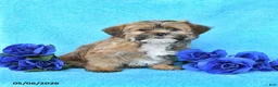 Yorkiepoo dogs for sale: Tina - Ad 2