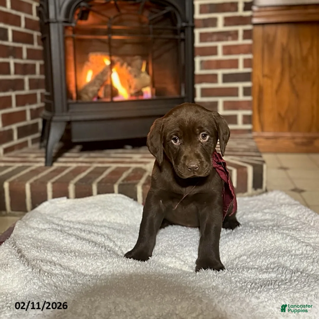 Labrador Retriever dogs for sale: Blake  - Ad 1