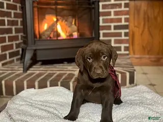 Labrador Retriever dogs Blake - Ad 3