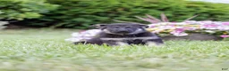 German Shepherd dogs for sale: Apollo - Ad 5