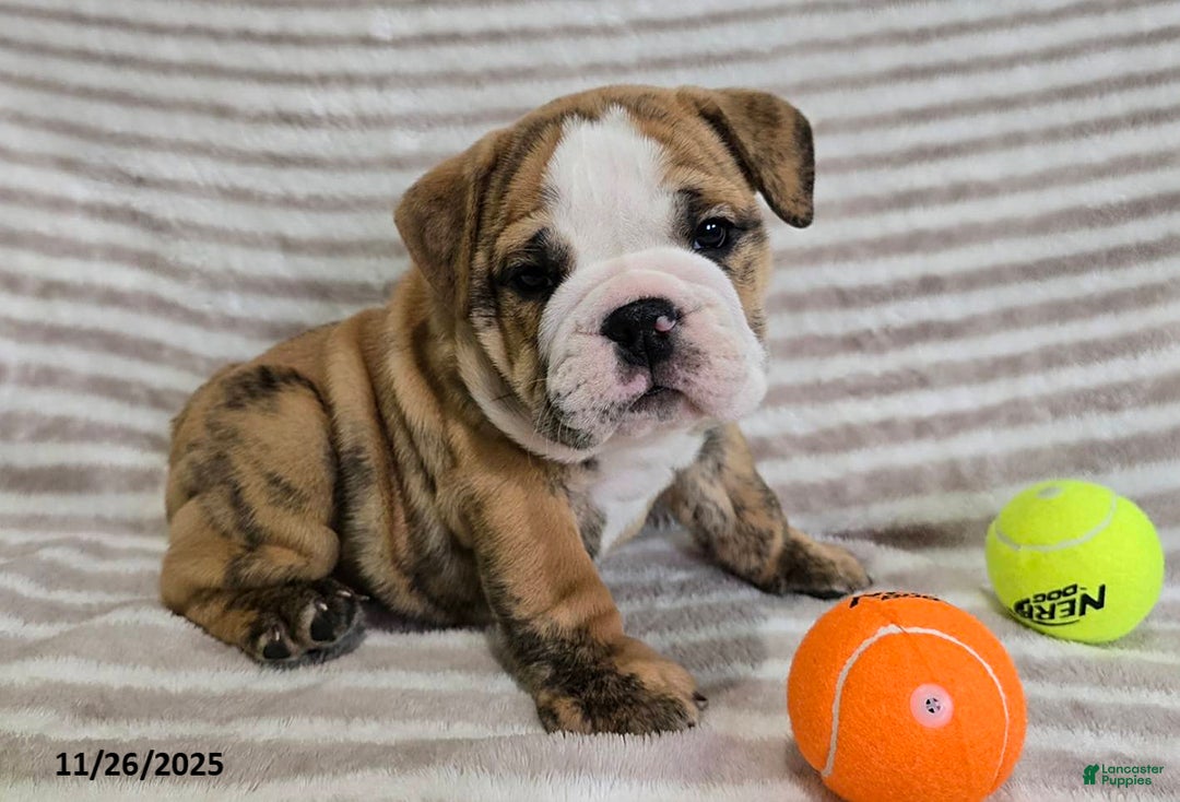 English Bulldog dogs for sale: Jaxon - Ad 3