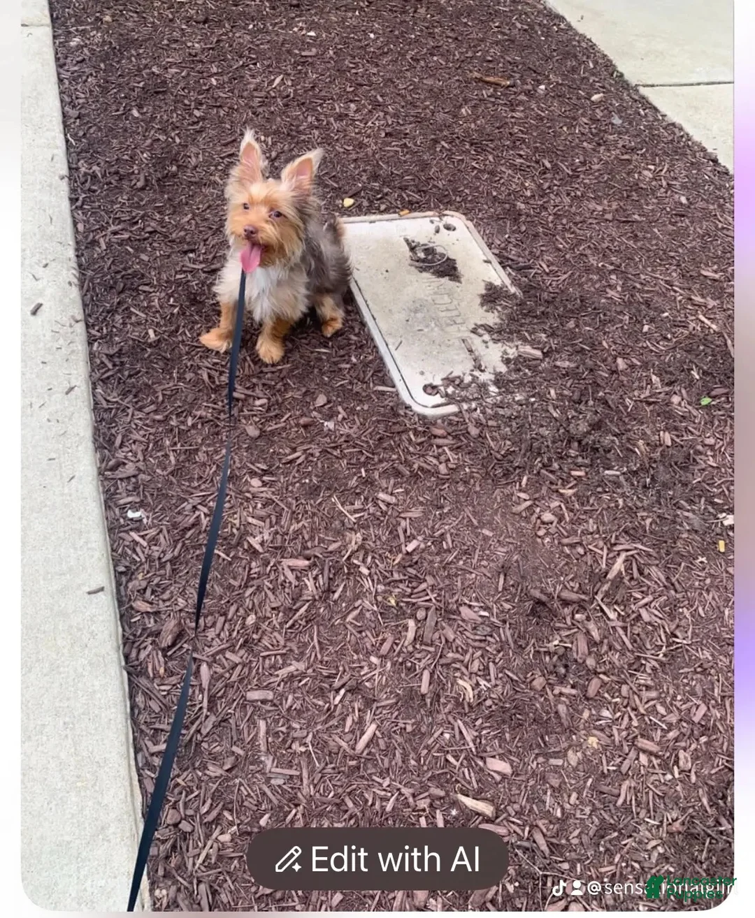 Yorkshire Terrier dogs for sale: Autumn - Ad 8