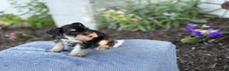 Miniature Schnauzer dogs for sale: Tereesa - Ad 10