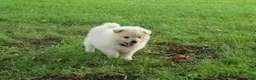 Pomeranian dogs for sale: Lily - Ad 5