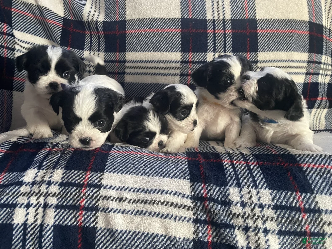 Mixed Breed dogs for sale: Poppy - Ad 10