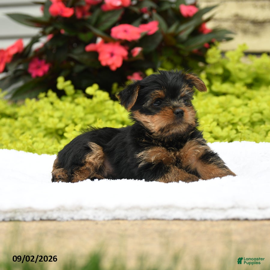 Yorkshire Terrier dogs Julio - Ad 2