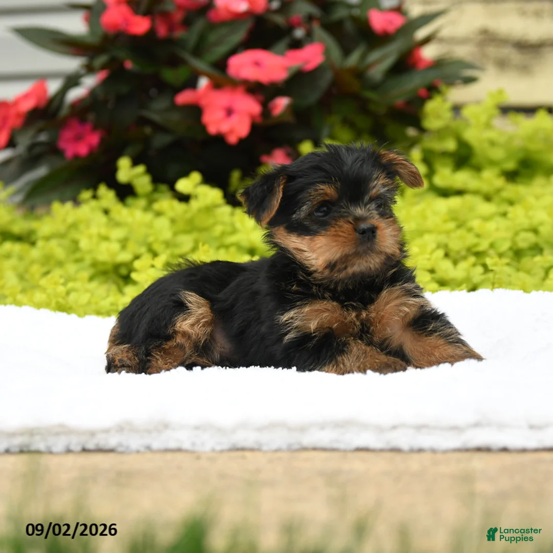 Yorkshire Terrier dogs for sale: Julio - Ad 2