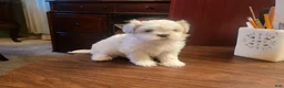 Bichon Frise dogs for sale: Bichon Frise 1 - Ad 3