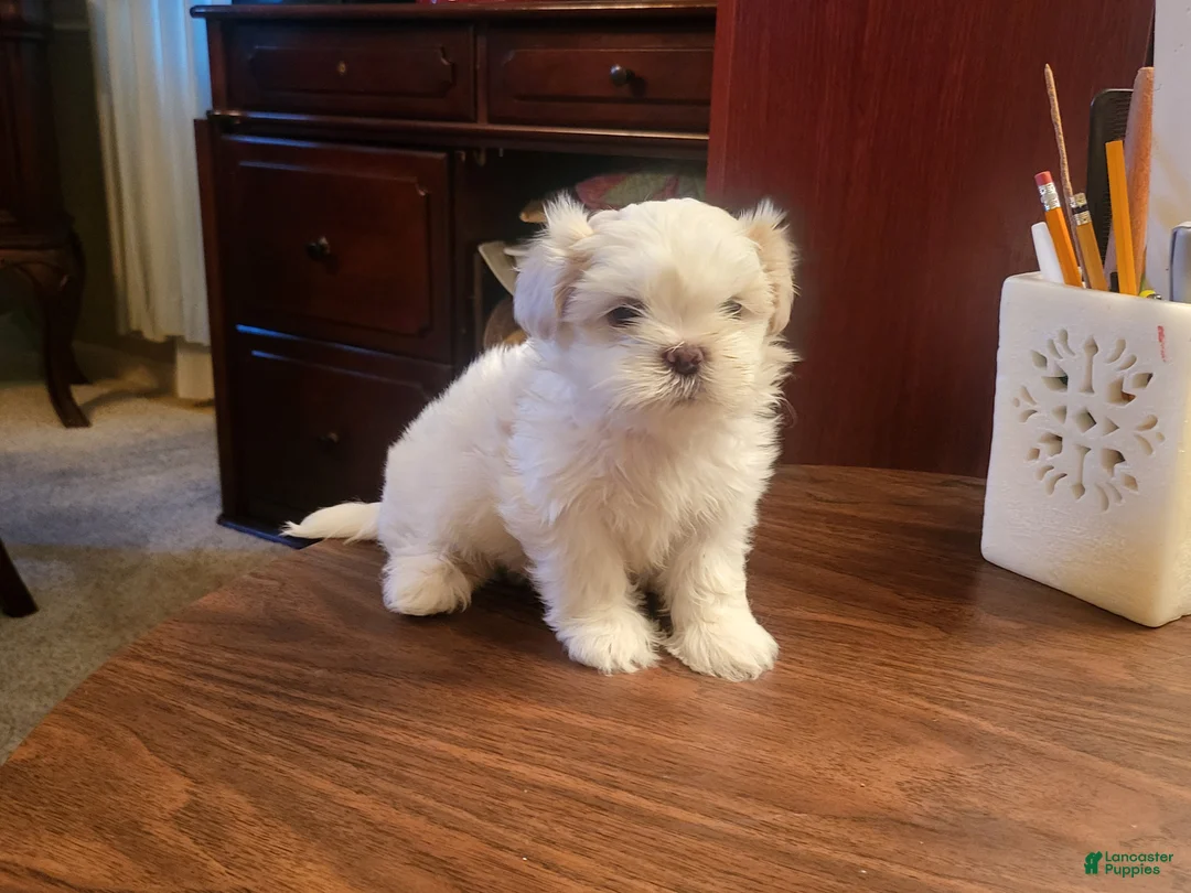 Bichon Frise dogs for sale: Bichon Frise 1 - Ad 3