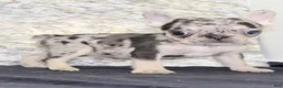 French Bulldog dogs for sale: Luna - Ad 3