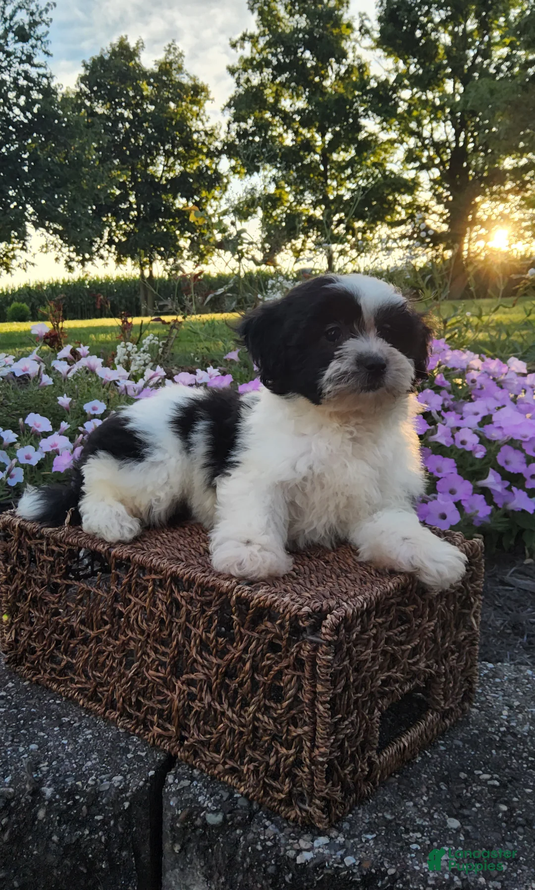 Teddy Bear dogs for sale: Carly - Ad 1