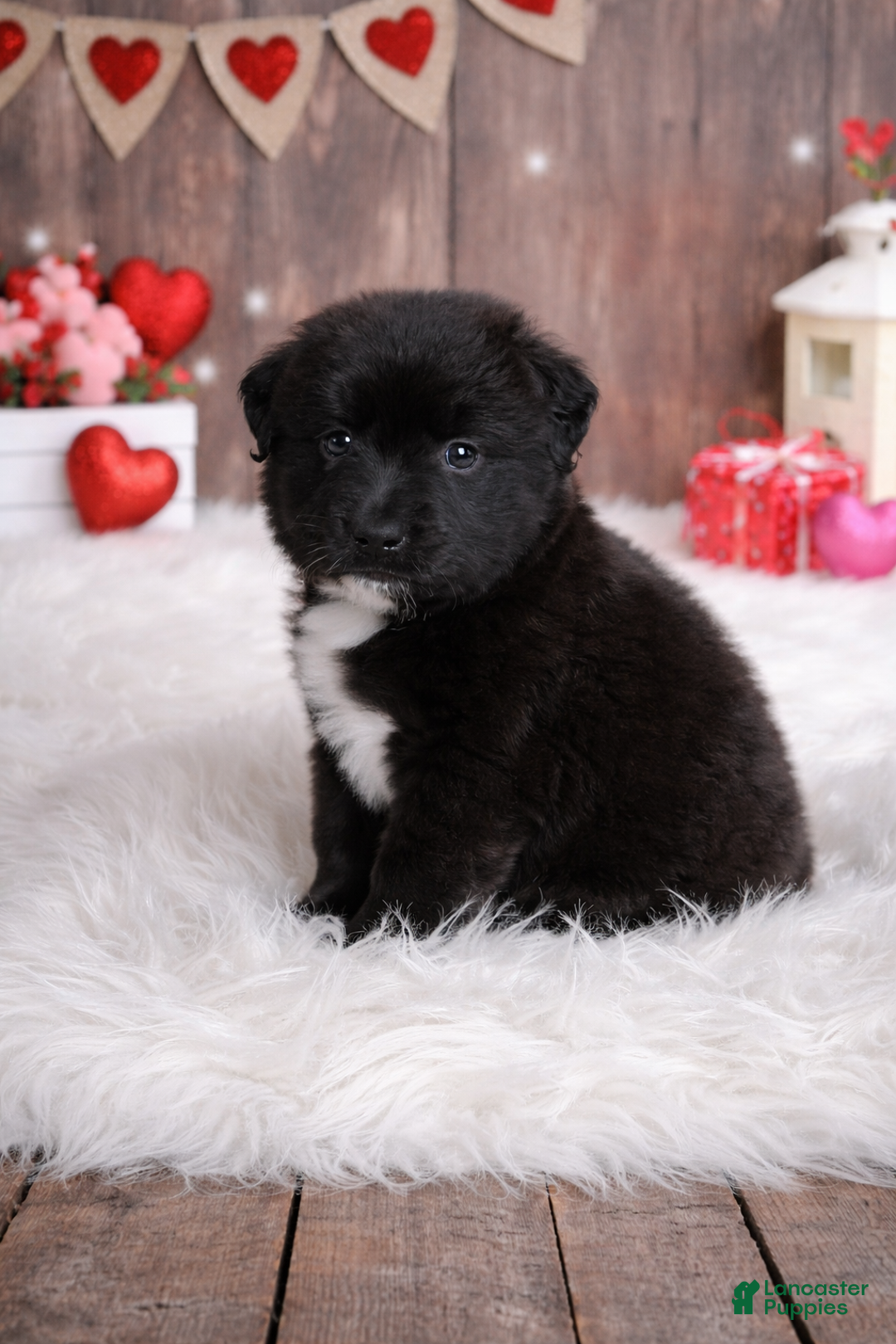 Mixed Breed dogs for sale: Cranberry  - Ad 1