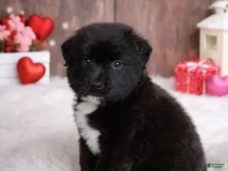 Mixed Breed dogs Cranberry - Ad 14