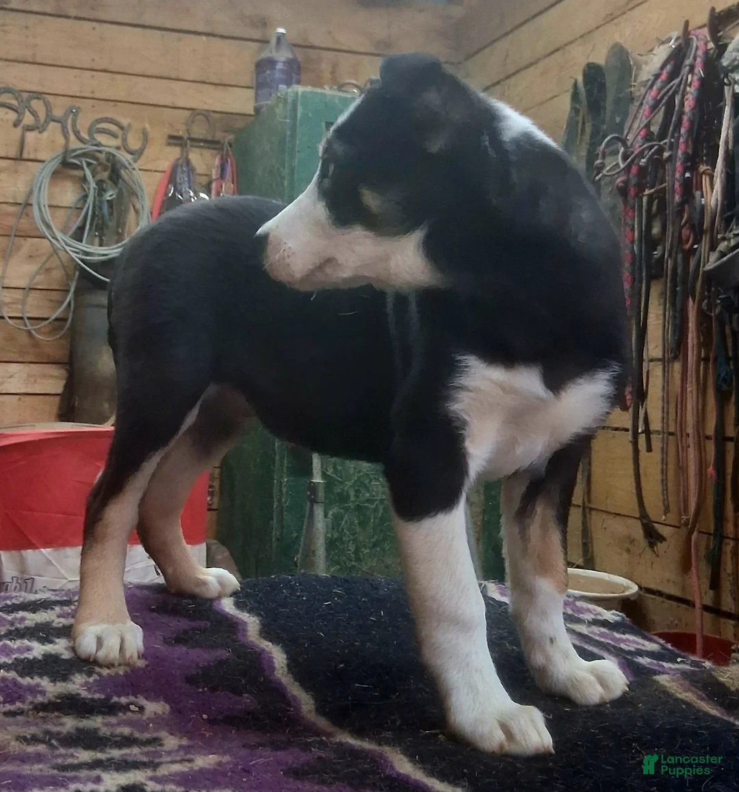 Border Collie dogs for sale: Border Collie Puppy 1 - Ad 6