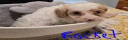 Cavapoo dogs for sale: Rocket - Ad 3