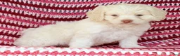 Cockapoo dogs for sale: Ellie - Ad 8