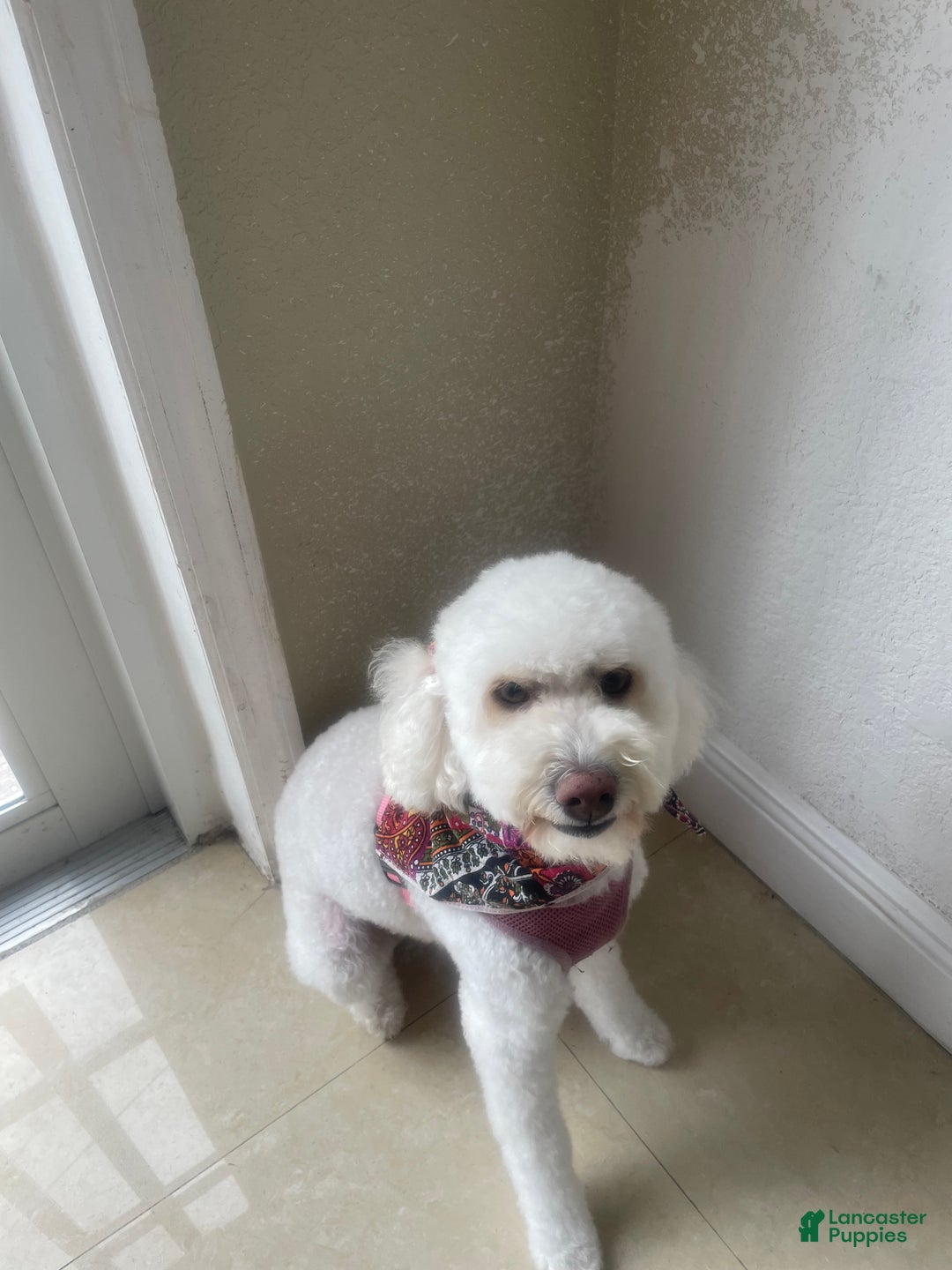 Miniature Poodle dogs for sale: Tory  - Ad 2