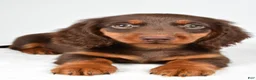 Dachshund dogs for sale: Teddy - Ad 8