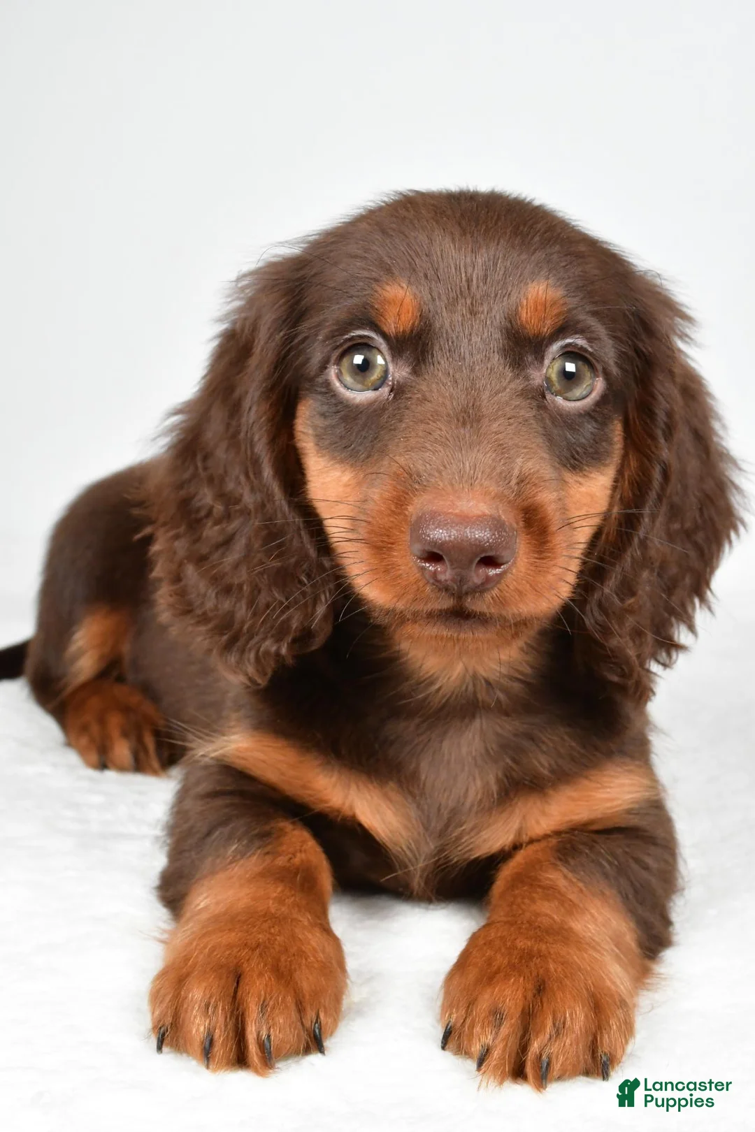 Dachshund dogs for sale: Teddy - Ad 8