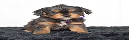Cavapoo dogs for sale: Mr. Dasher - Ad 4
