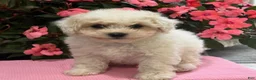 Bichpoo dogs for sale: Kayla - Ad 6
